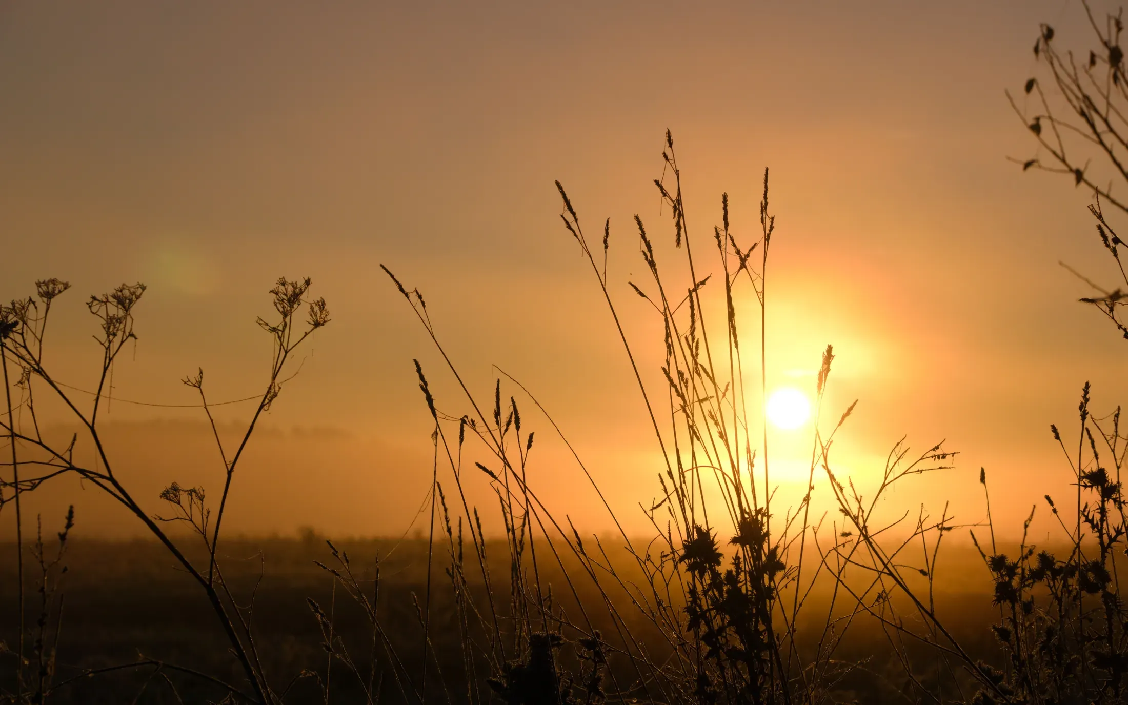 Lage nevel en warm ochtendlicht tussen veldgrassen